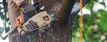 Best Hazardous Tree Removal  in Troy Hills, NJ