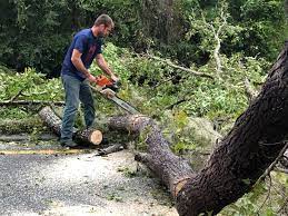 Best Tree Preservation Services  in Troy Hills, NJ
