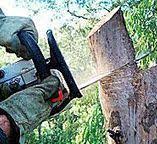 Best Tree Maintenance Programs  in Troy Hills, NJ