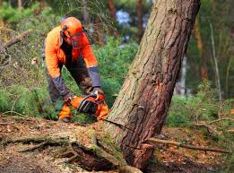 Best Aeration Services  in Troy Hills, NJ