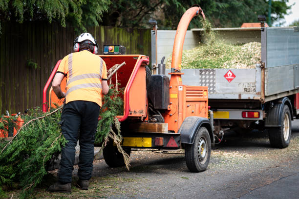 Best Lawn Disease Treatment  in Troy Hills, NJ