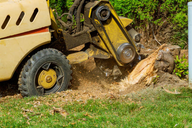 Best Organic Lawn Care Solutions  in Troy Hills, NJ