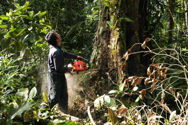 Best Emergency Tree Removal  in Troy Hills, NJ