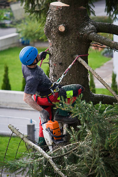 Best Tree Health Inspection  in Troy Hills, NJ