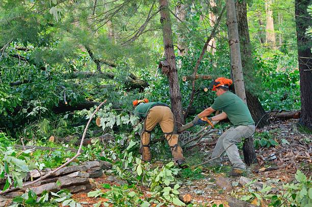 Best Lawn Maintenance Plans  in Troy Hills, NJ