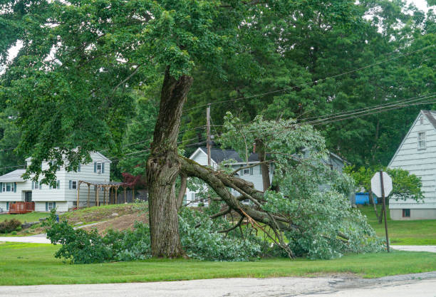 Best Tree Removal  in Troy Hills, NJ