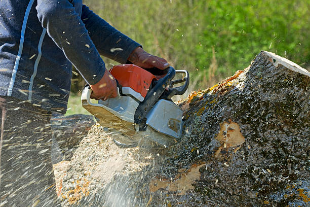 Reliable Troy Hills, NJ Tree Services Solutions