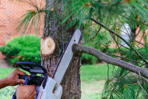 Best Tree Mulching  in Troy Hills, NJ